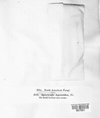 Periconia byssoides image